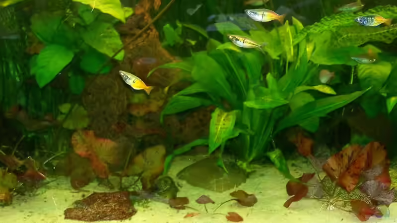 Pflanzen im Aquarium Becken 18321 von Peter Walenciak (25)