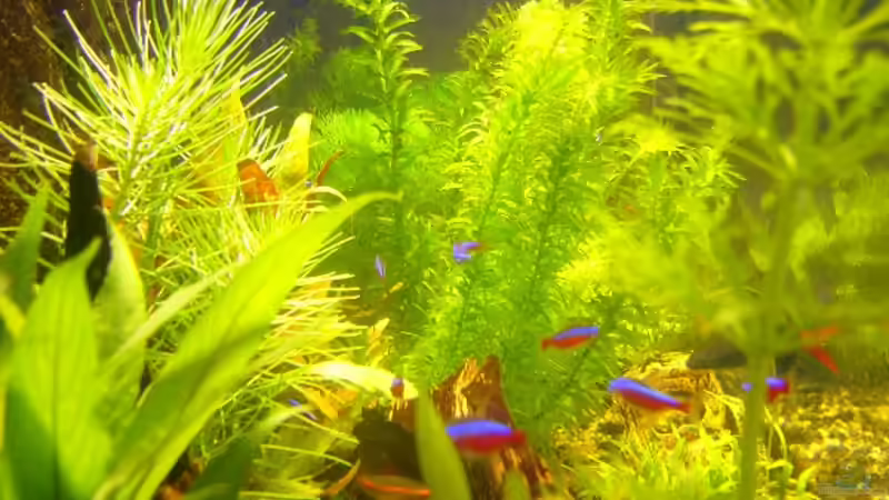 Pflanzen im Aquarium Becken 1833 von Matthias Drong (3)