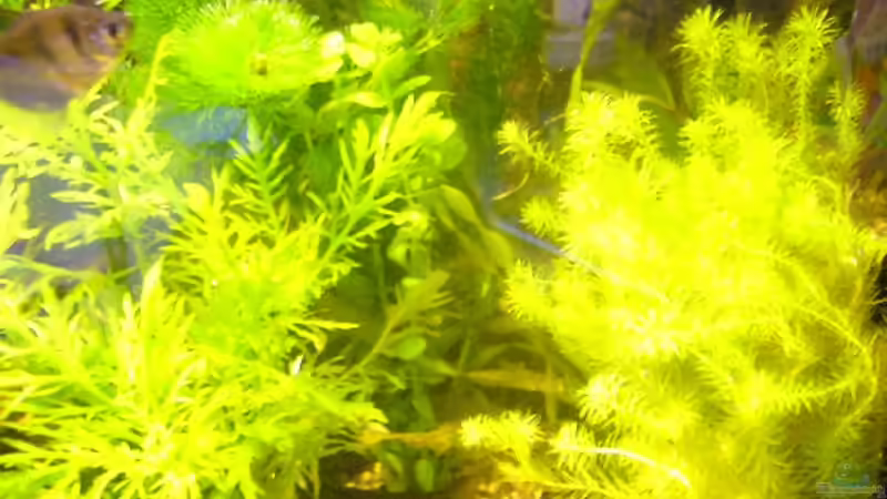 Pflanzen im Aquarium Becken 1833 von Matthias Drong (5)