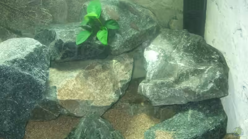 Pflanzen im Aquarium Becken 18425 von Crenii (12)