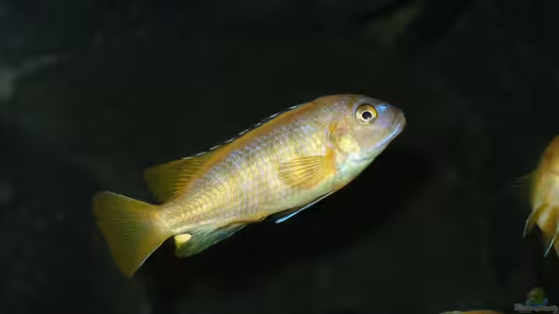 Pflanzen im Aquarium Becken 18425 von Crenii (14)