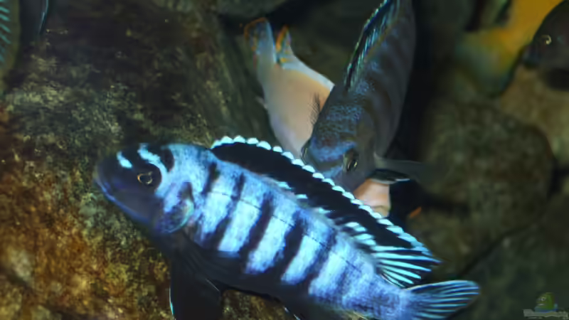 Pflanzen im Aquarium Becken 18425 von Crenii (16)