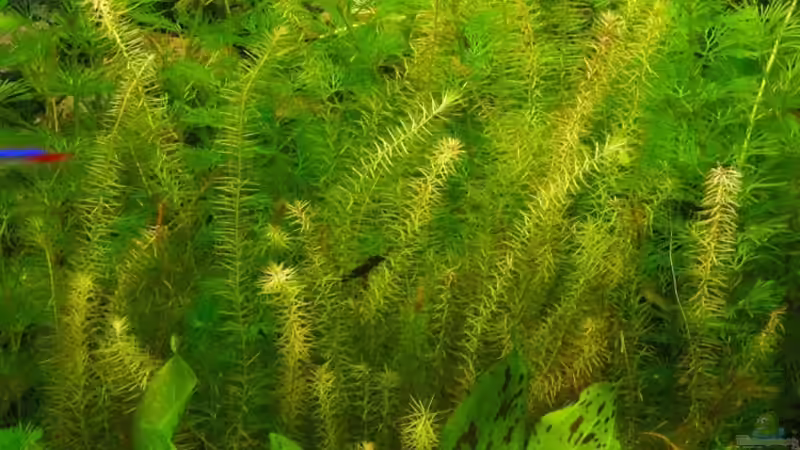 Pflanzen im Aquarium Becken 18439 von Isabell Kölling (3)