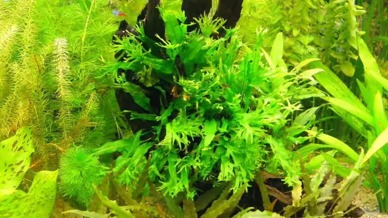 Pflanzen im Aquarium Becken 18439 von Isabell Kölling (4)