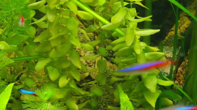 Pflanzen im Aquarium Becken 18439 von Isabell Kölling (5)