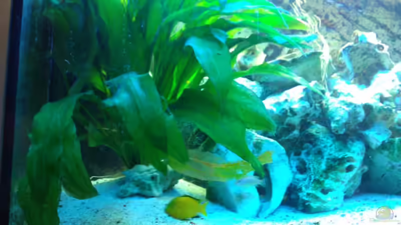 Pflanzen im Aquarium Becken 18467 von Deathy (2)