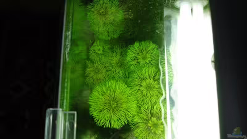 Pflanzen im Aquarium Becken 18509 von hej kompisar (4)