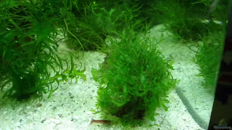Pflanzen im Aquarium Becken 18509 von hej kompisar (5)