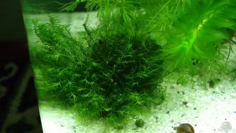 Pflanzen im Aquarium Becken 18509 von hej kompisar (6)