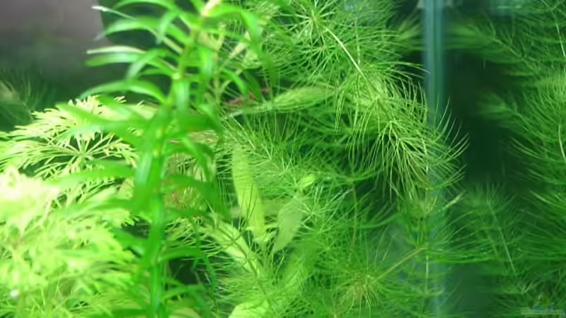 Pflanzen im Aquarium Becken 18509 von hej kompisar (8)