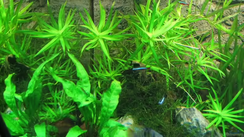 Pflanzen im Aquarium Becken 18621 von Sergio10 (24)