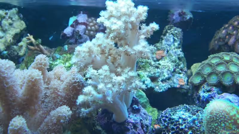 Pflanzen im Aquarium Becken 18696 von Nino Rippert (4)