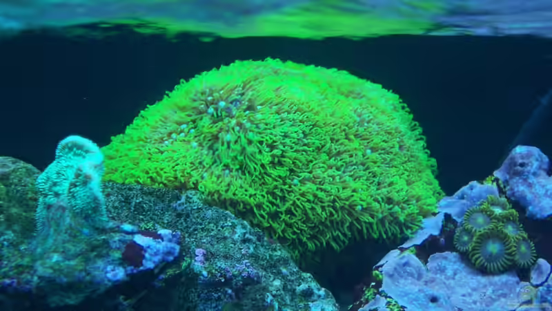 Pflanzen im Aquarium Becken 18696 von Nino Rippert (5)