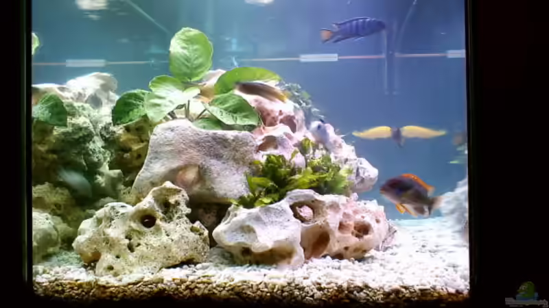 Pflanzen im Aquarium Becken 187 von Sandro Gäbler (5)