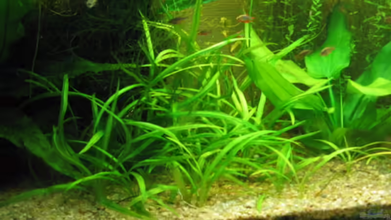 Pflanzen im Aquarium Becken 1870 von Sven Kliche (7)