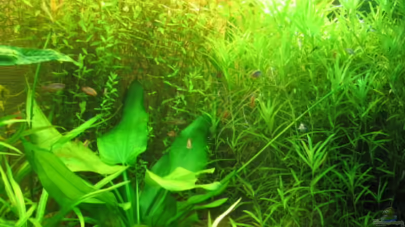 Pflanzen im Aquarium Becken 1870 von Sven Kliche (8)