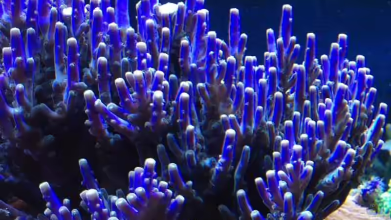 Pflanzen im Aquarium Becken 18763 von Frank Haipeter (7)