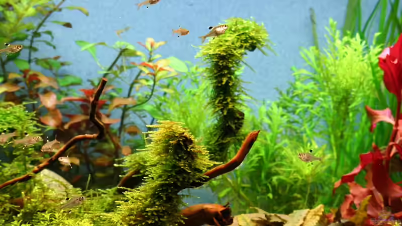 Pflanzen im Aquarium Becken 18770 von Tom G. (6)