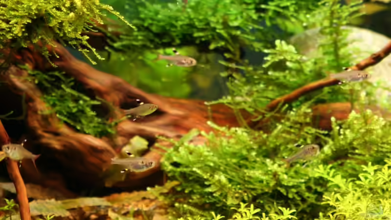 Pflanzen im Aquarium Becken 18770 von Tom G. (7)