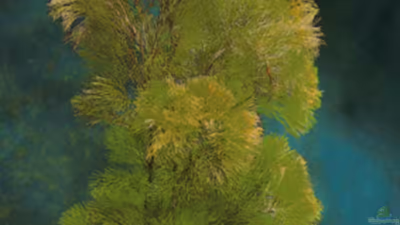 Pflanzen im Aquarium Becken 1880 von Bettina Vogel (3)