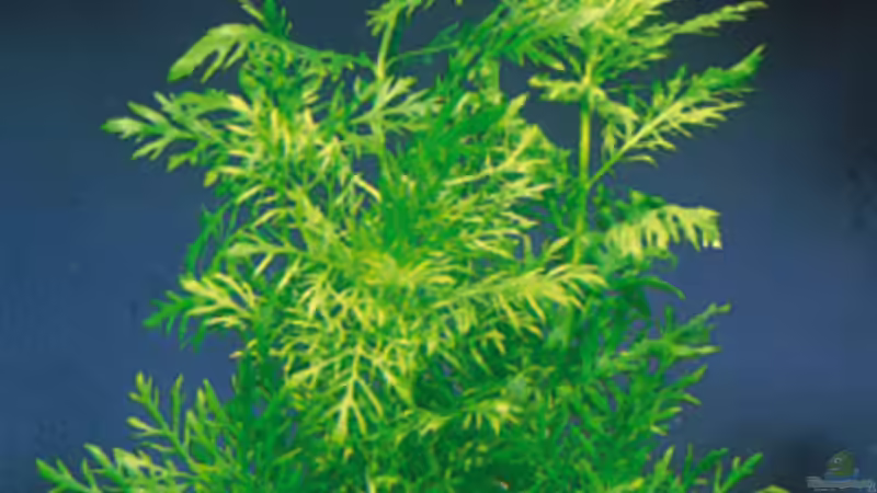 Pflanzen im Aquarium Becken 1880 von Bettina Vogel (4)