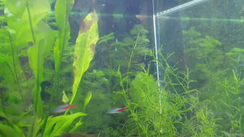 Pflanzen im Aquarium Becken 1893 von Detlef Zachert (3)