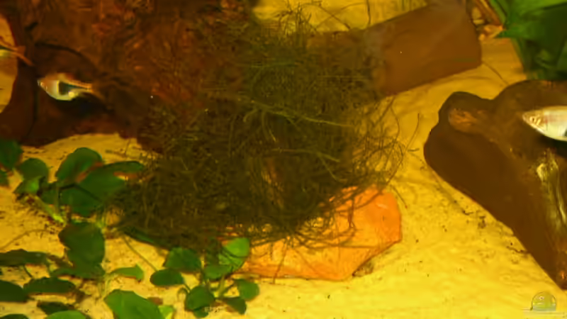 Pflanzen im Aquarium Becken 1893 von Detlef Zachert (4)