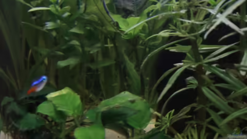 Pflanzen im Aquarium Becken 18939 von TropicThunder (4)