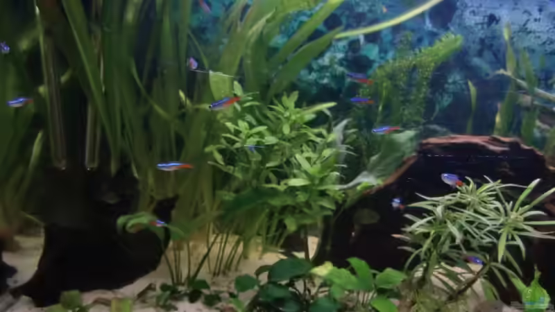 Pflanzen im Aquarium Becken 18939 von TropicThunder (5)