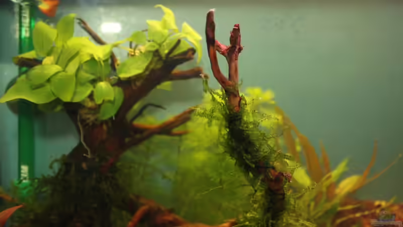 Pflanzen im Aquarium Becken 19010 von Stefan F. (10)