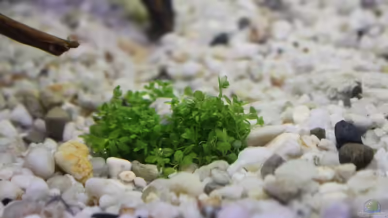 Pflanzen im Aquarium Becken 19010 von Stefan F. (12)