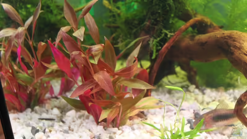 Pflanzen im Aquarium Becken 19010 von Stefan F. (8)