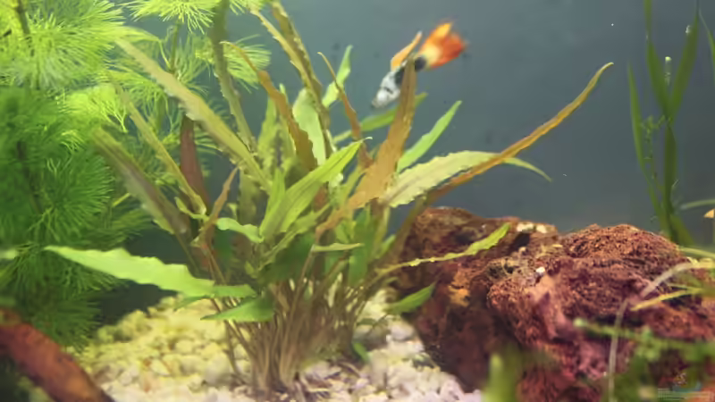Pflanzen im Aquarium Becken 19010 von Stefan F. (9)