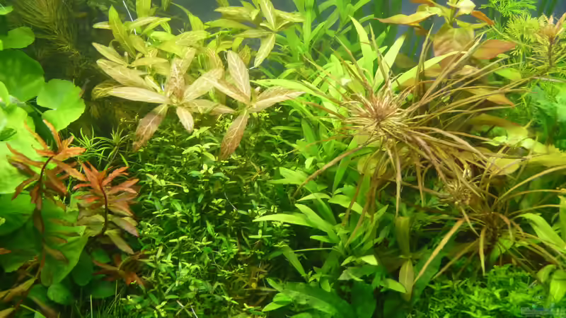 Pflanzen im Aquarium Becken 19061 von &lt;°))&gt;&lt; aliashardy &lt;°))&gt;&lt; (3)