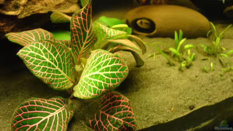 Pflanzen im Aquarium Becken 1915 von Mario Max (4)