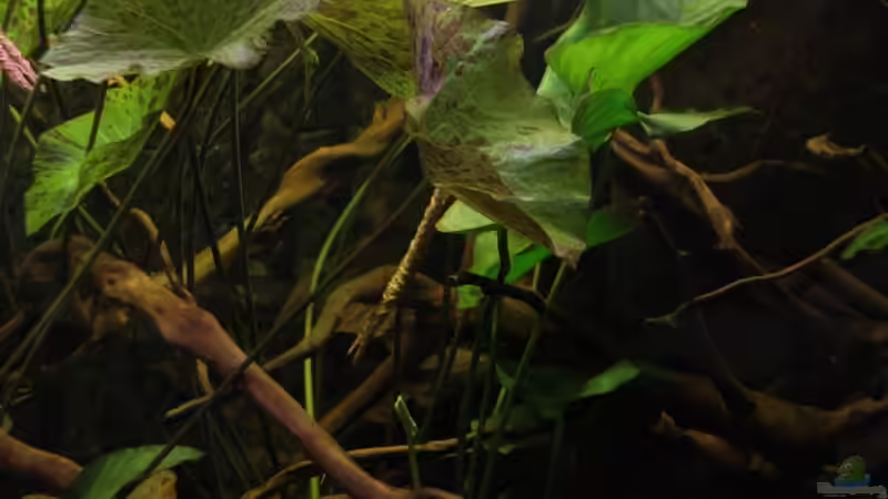 Pflanzen im Aquarium Becken 19155 von Morrey (5)