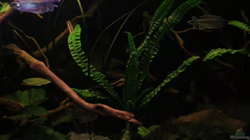 Pflanzen im Aquarium Becken 19155 von Morrey (6)