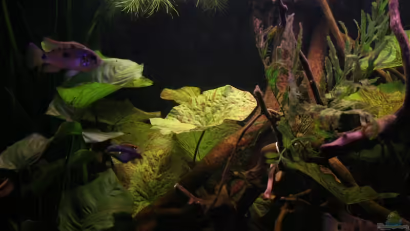 Pflanzen im Aquarium Becken 19155 von Morrey (7)