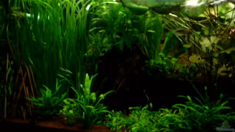 Pflanzen im Aquarium Becken 1916 von Michael Grote (11)