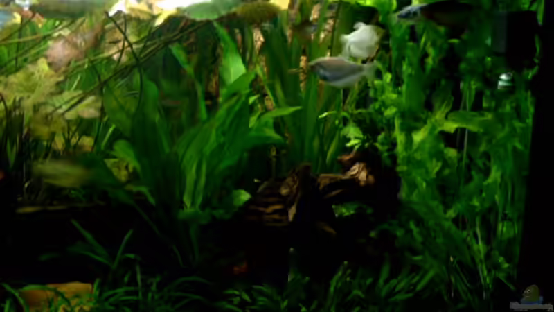 Pflanzen im Aquarium Becken 1916 von Michael Grote (12)