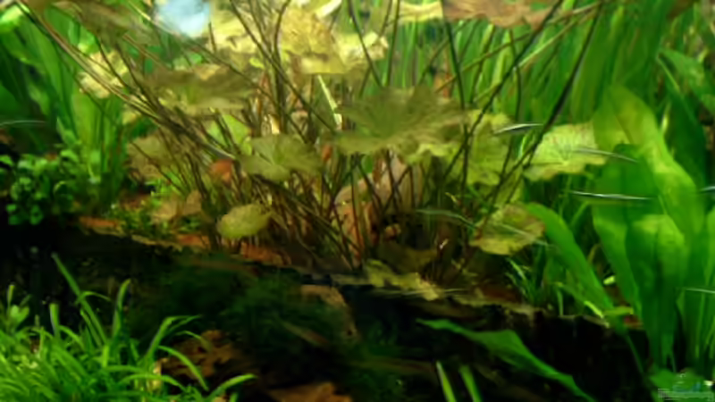 Pflanzen im Aquarium Becken 1916 von Michael Grote (8)