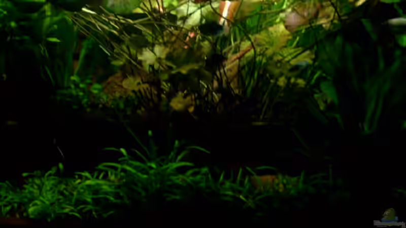 Pflanzen im Aquarium Becken 1916 von Michael Grote (9)