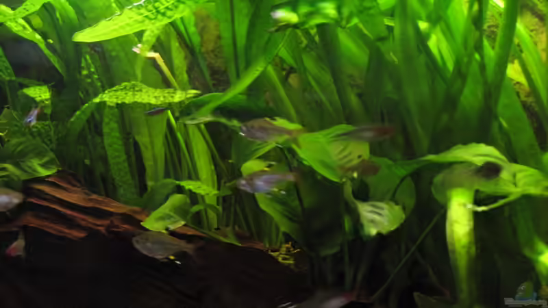 Pflanzen im Aquarium Becken 19209 von Oliver Renkel (6)