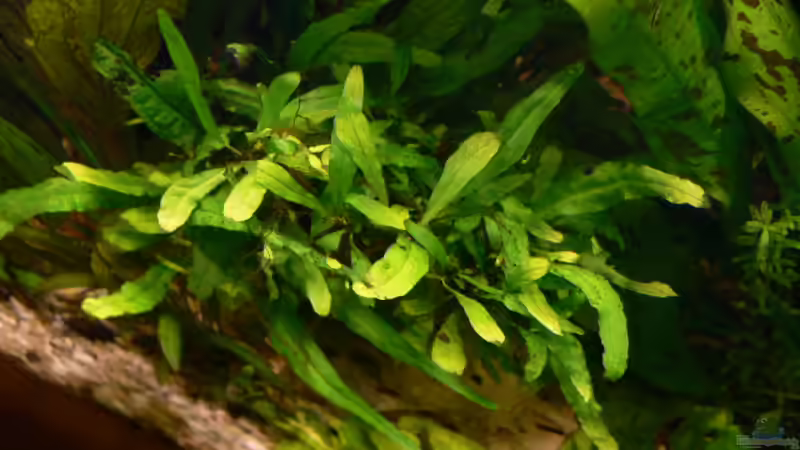 Pflanzen im Aquarium Becken 1921 von Werner Lehmann (10)