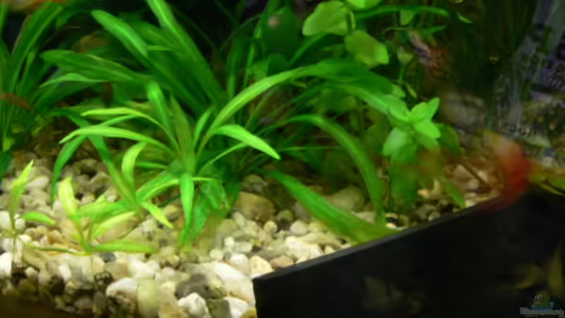 Pflanzen im Aquarium Becken 1921 von Werner Lehmann (8)