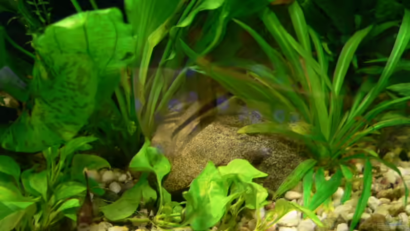 Pflanzen im Aquarium Becken 1921 von Werner Lehmann (9)