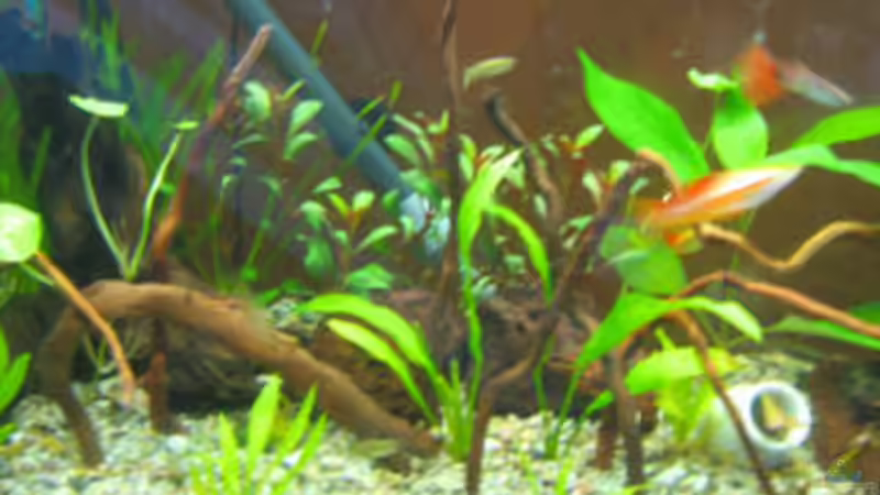 Pflanzen im Aquarium Becken 19219 von mölsner (4)