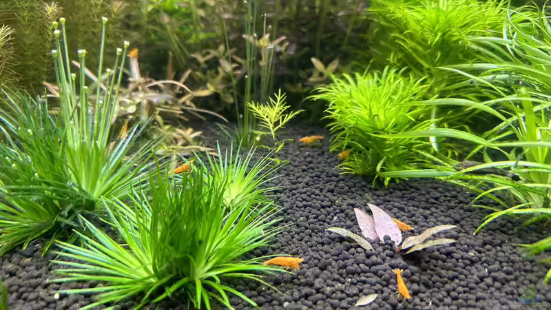 Pflanzen im Aquarium Becken 19256 von D.Olivier (7)