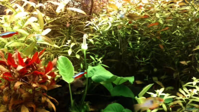 Pflanzen im Aquarium Becken 19299 von Andreas Glissmann (15)