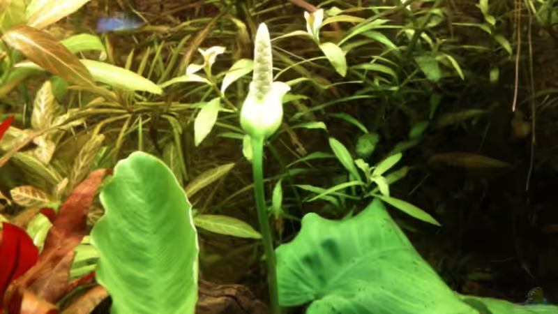 Pflanzen im Aquarium Becken 19299 von Andreas Glissmann (16)